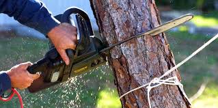 Professional Tree Care in Sun Village, CA